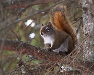 Preview wallpaper squirrel, animal, fluffy, cute, tree, branches