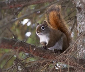 Preview wallpaper squirrel, animal, fluffy, cute, tree, branches