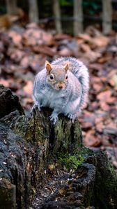 Preview wallpaper squirrel, animal, fluffy, cute