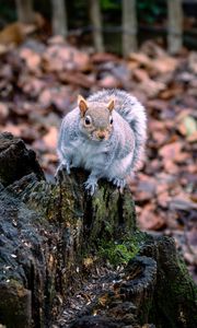 Preview wallpaper squirrel, animal, fluffy, cute