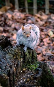 Preview wallpaper squirrel, animal, fluffy, cute