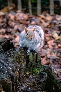 Preview wallpaper squirrel, animal, fluffy, cute