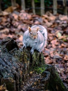 Preview wallpaper squirrel, animal, fluffy, cute