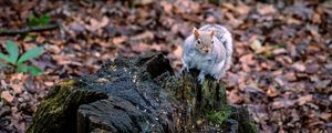 Preview wallpaper squirrel, animal, fluffy, cute