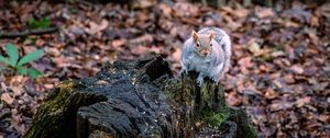 Preview wallpaper squirrel, animal, fluffy, cute