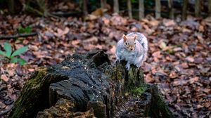 Preview wallpaper squirrel, animal, fluffy, cute