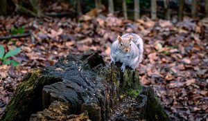 Preview wallpaper squirrel, animal, fluffy, cute