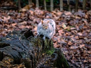 Preview wallpaper squirrel, animal, fluffy, cute