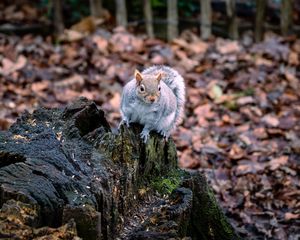 Preview wallpaper squirrel, animal, fluffy, cute