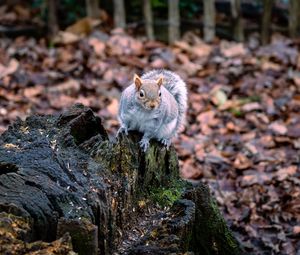 Preview wallpaper squirrel, animal, fluffy, cute