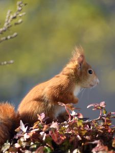 Preview wallpaper squirrel, animal, foliage