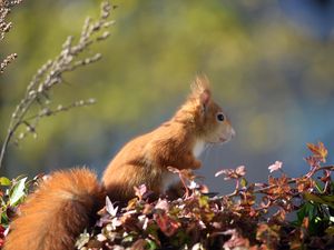 Preview wallpaper squirrel, animal, foliage