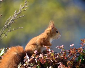 Preview wallpaper squirrel, animal, foliage