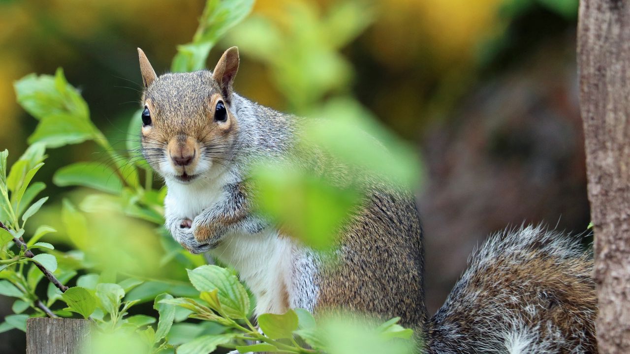 Wallpaper squirrel, animal, foliage hd, picture, image