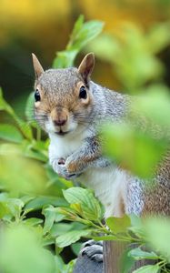 Preview wallpaper squirrel, animal, foliage