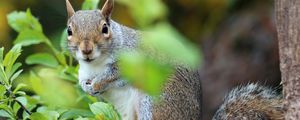 Preview wallpaper squirrel, animal, foliage