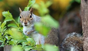 Preview wallpaper squirrel, animal, foliage