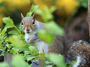 Preview wallpaper squirrel, animal, foliage