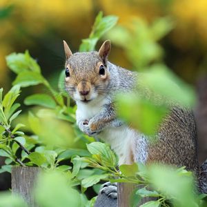 Preview wallpaper squirrel, animal, foliage