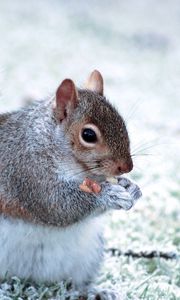 Preview wallpaper squirrel, animal, food, furry