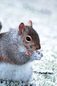 Preview wallpaper squirrel, animal, food, furry