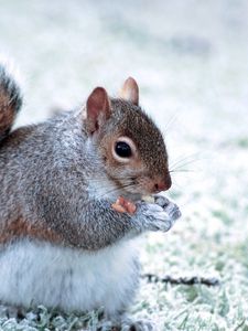 Preview wallpaper squirrel, animal, food, furry