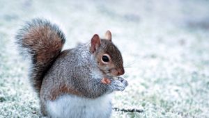 Preview wallpaper squirrel, animal, food, furry