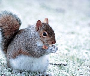 Preview wallpaper squirrel, animal, food, furry