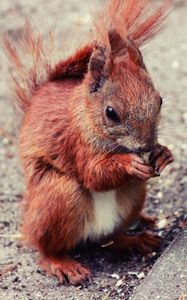 Preview wallpaper squirrel, animal, food, cute