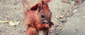 Preview wallpaper squirrel, animal, food, cute