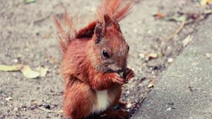 Preview wallpaper squirrel, animal, food, cute