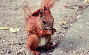 Preview wallpaper squirrel, animal, food, cute