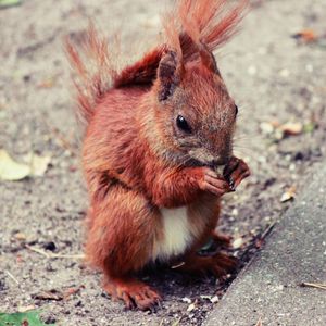 Preview wallpaper squirrel, animal, food, cute