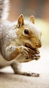 Preview wallpaper squirrel, animal, food