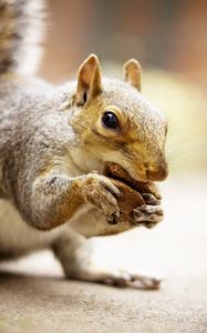 Preview wallpaper squirrel, animal, food