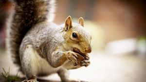 Preview wallpaper squirrel, animal, food