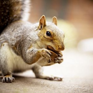 Preview wallpaper squirrel, animal, food