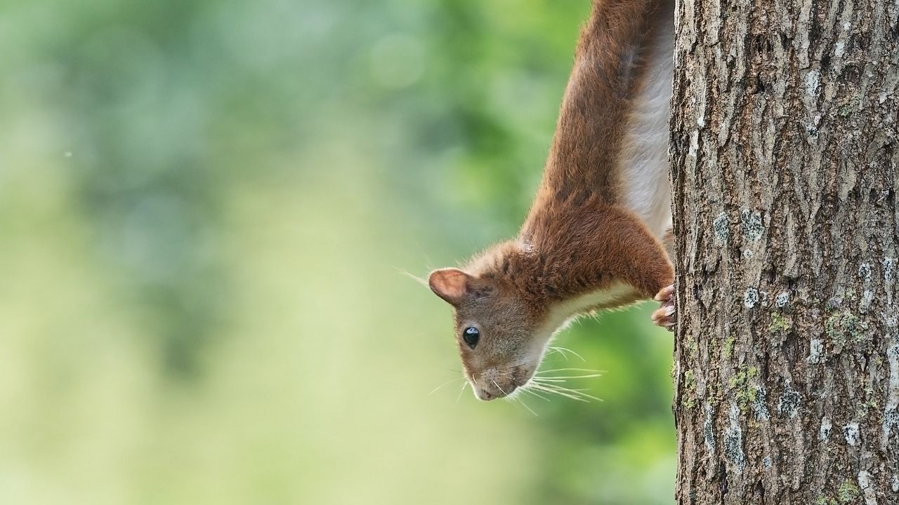 Wallpaper squirrel, animal, funny, tree