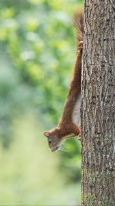 Preview wallpaper squirrel, animal, funny, tree