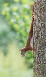 Preview wallpaper squirrel, animal, funny, tree