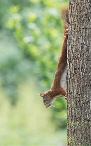 Preview wallpaper squirrel, animal, funny, tree