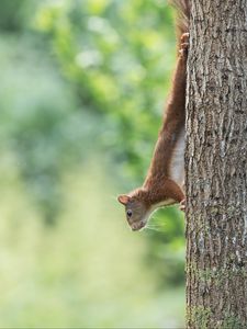 Preview wallpaper squirrel, animal, funny, tree