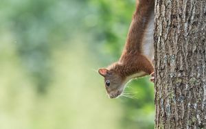 Preview wallpaper squirrel, animal, funny, tree