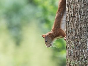 Preview wallpaper squirrel, animal, funny, tree