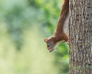 Preview wallpaper squirrel, animal, funny, tree