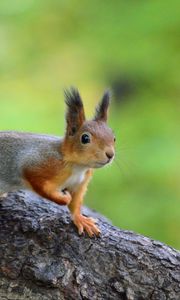 Preview wallpaper squirrel, animal, funny, wildlife