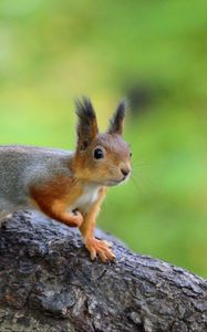 Preview wallpaper squirrel, animal, funny, wildlife