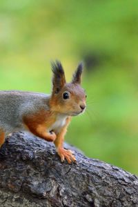 Preview wallpaper squirrel, animal, funny, wildlife