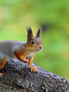 Preview wallpaper squirrel, animal, funny, wildlife