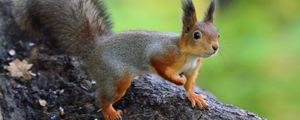 Preview wallpaper squirrel, animal, funny, wildlife
